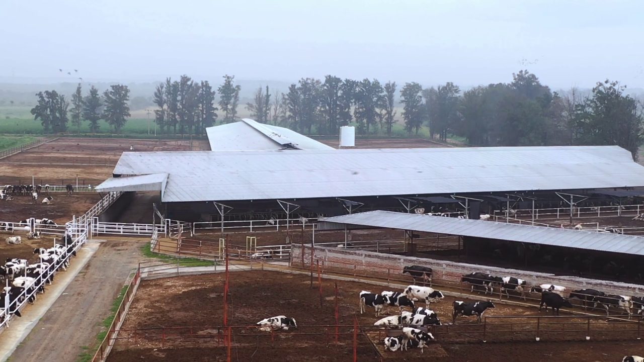 Feedlot Stocking — LDC1