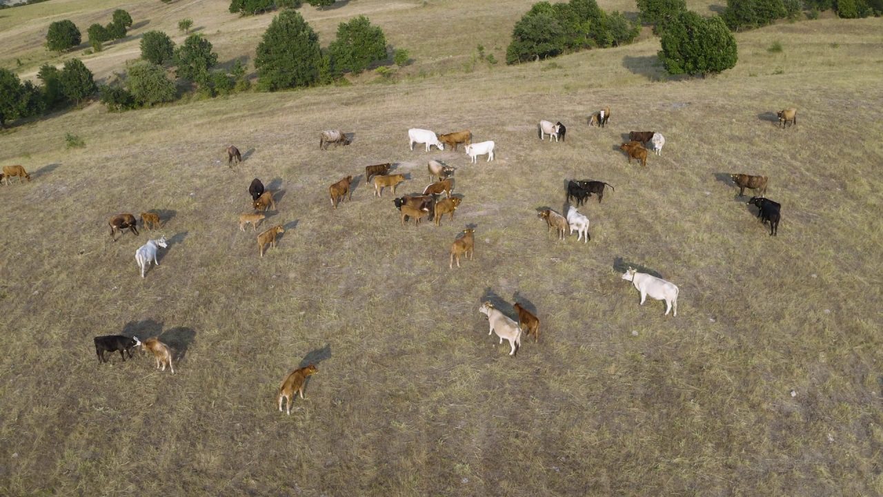 Drone Herd Counting — CRD1
